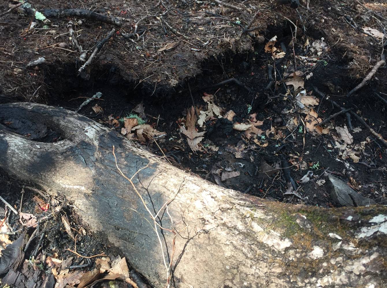 Figure 2 A Deep Hole Burned by the Rock Mountain Fire in the Organic 'Duff' Layer