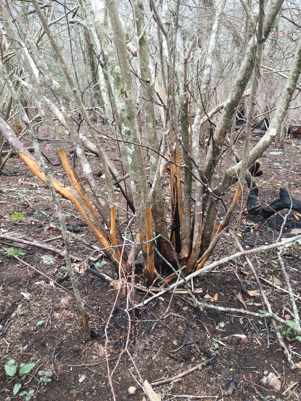 Figure 2 Acer rubrum Showing Fresh Scars from the Rock Mountain Fire