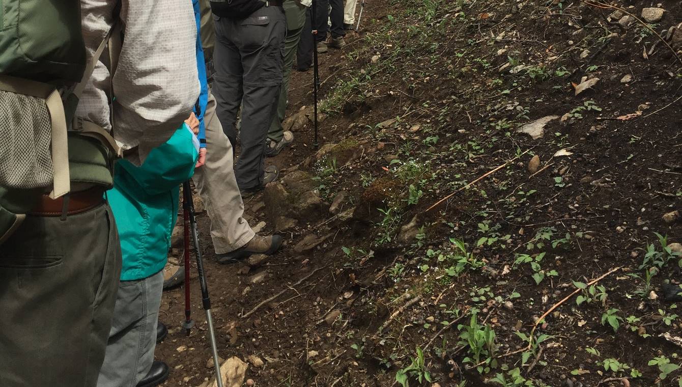 Figure 3 Hikers Considering the Post-Fire Emergence of Houstonia sp