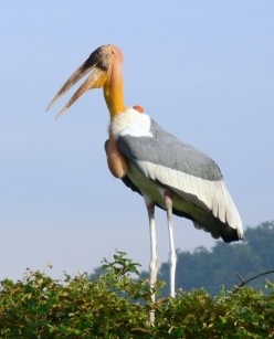 http://maildogmanager.com/pics/bpcp/library/greater_Adjutant.JPG