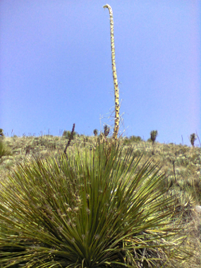 A close up of a plant

Description automatically generated