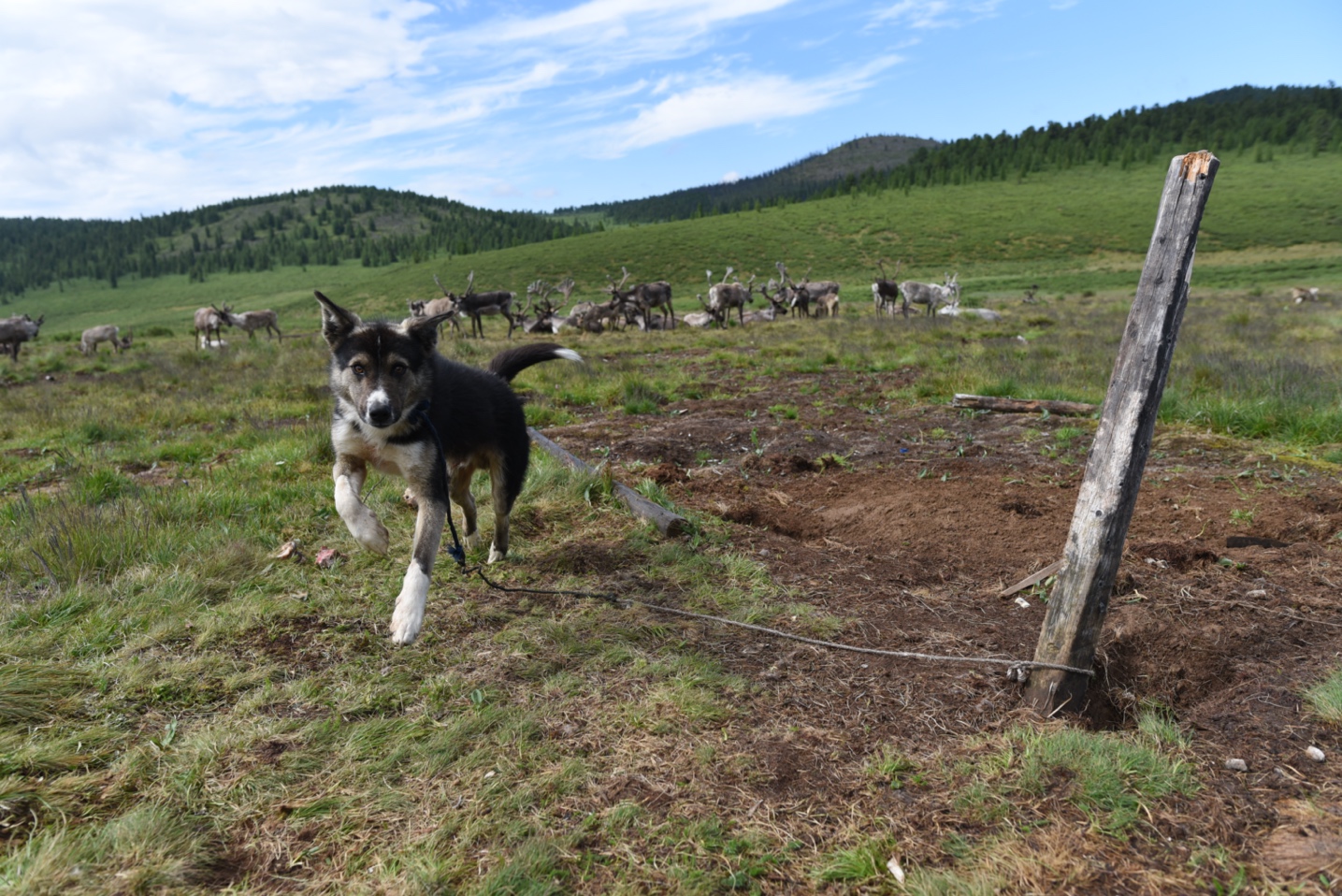 A dog running in a field with a herd of cattle

Description automatically generated with low confidence