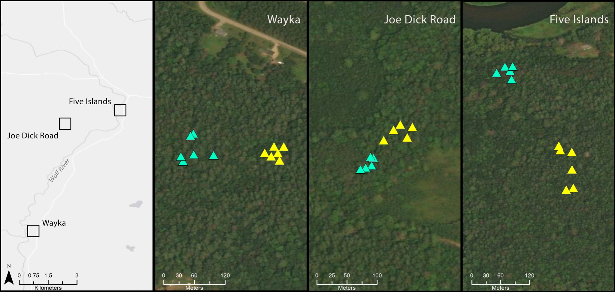 A aerial view of a forest

Description automatically generated