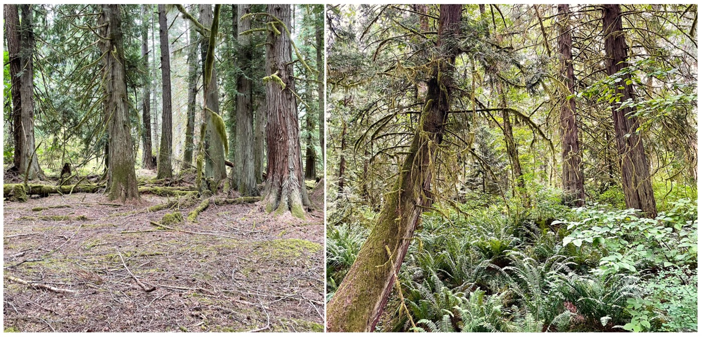 A collage of trees and plants

AI-generated content may be incorrect.