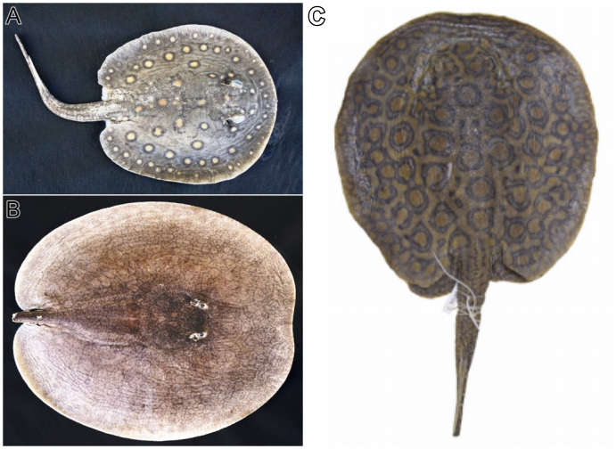 Three species of freshwater stingrays: Potamotrygon motoro, Paratrygon aiereba, and Potamotrygon marquesi.