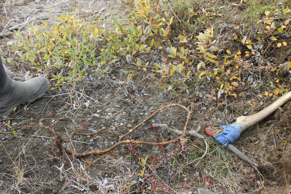 Digging for H. hedysaroides in Lorino. This species, reported as an important “mouse root,” is now more commonly gathered by hand. Photo by Kevin Jernigan.