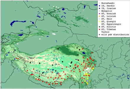 A map of the Tibetan Plateau with a colored points and a legend showing the geographic distribution of wild and domesticated yak.