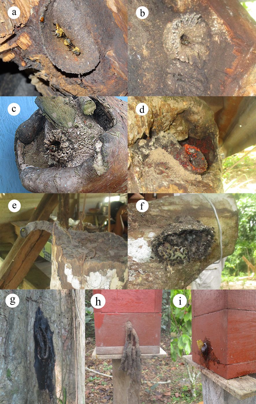 Figure 2 Shape of the hive entrances for some of the species recorded in the study; A Melipona eburnea “toad’s mouth”; B M. illota “black bee"; C M. grandis “ash-colored bee”; D M. titania, “giant bee”; E Tetragona truncata, “elephant trunk”; F Trigona cf. hypogea; G Ptilotrigona pereneae “pishura bee”; H Lestrimelitta cf limao; I Tetragonisca angustula “little angel or little girl”.