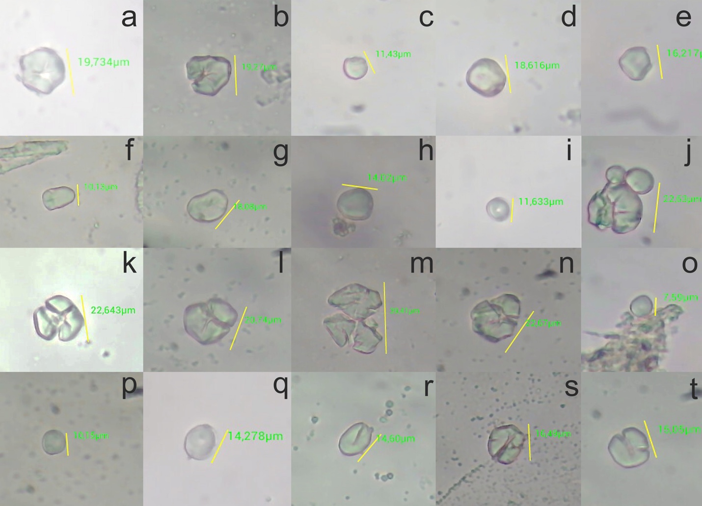 A collage of images starch grains identified in soils from the site of Sihó, Yucatán, viewed under a microscope. .