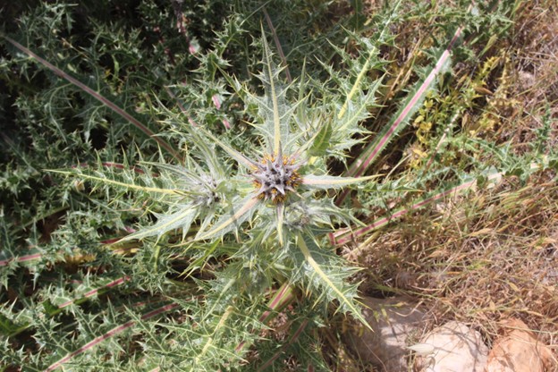 Figure 1 Wild Gundelia tournefortii, in bloom, in the central hill region of the West Bank, April. Photo: Omar Tesdell.