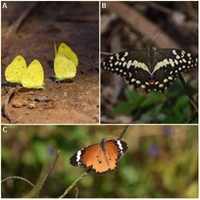 Butterfly species often mentioned in children’s games. A Eurema floricola, B Danaus chrysippus, and C Papilio demodocus. Photo credits: Allan Hopkins, and B–C Quentin Esnault.