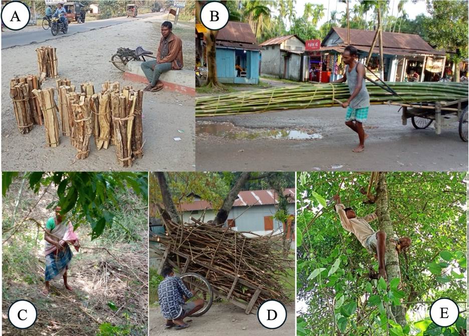 A quintych of photoraphs depicting Santali people's interaction with non-timber forest products (NTFPs): Sale of firewood (A): a man sits on a bench by the street behind bundles of chopped firewood, Bamboo taken for sale (B): a man guides a two-wheeled cart loaded with a large bundle of bamboo stalks, NTFPs collection (C-E): left-right: a man gathers branches from the ground in the woods; a man checks the wheel on a cart laden high with cut branches; a man gathers branches while climbing a tree. Photographs by Saurabh Mardi.