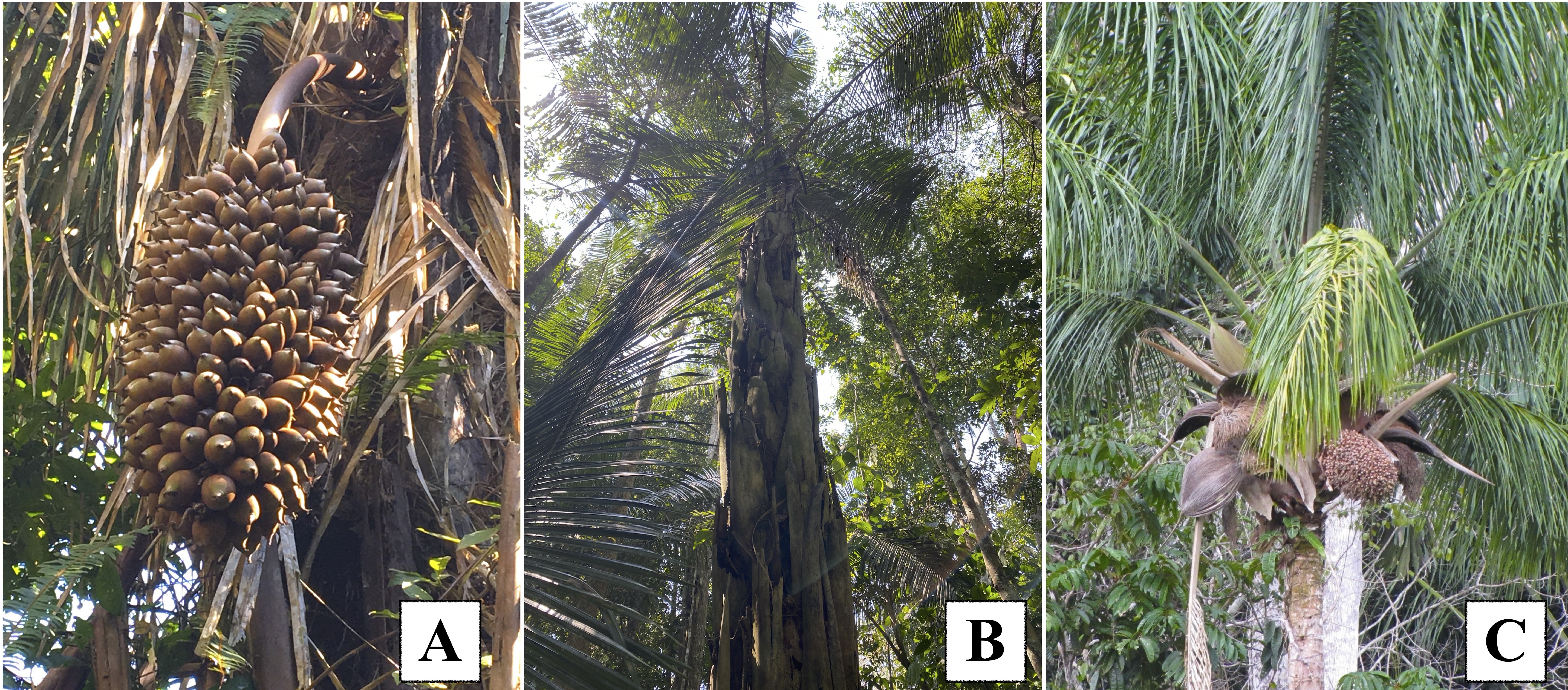 Figure 1 Three palm species belonging to the cognate group known as palheiras provide leaves for thatch production: A Attalea butyracea, B Attalea phalerata, and C Attalea maripa. All images by author.